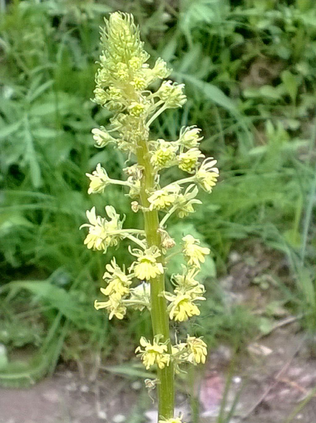 Reseda lutea (Resedaceae)